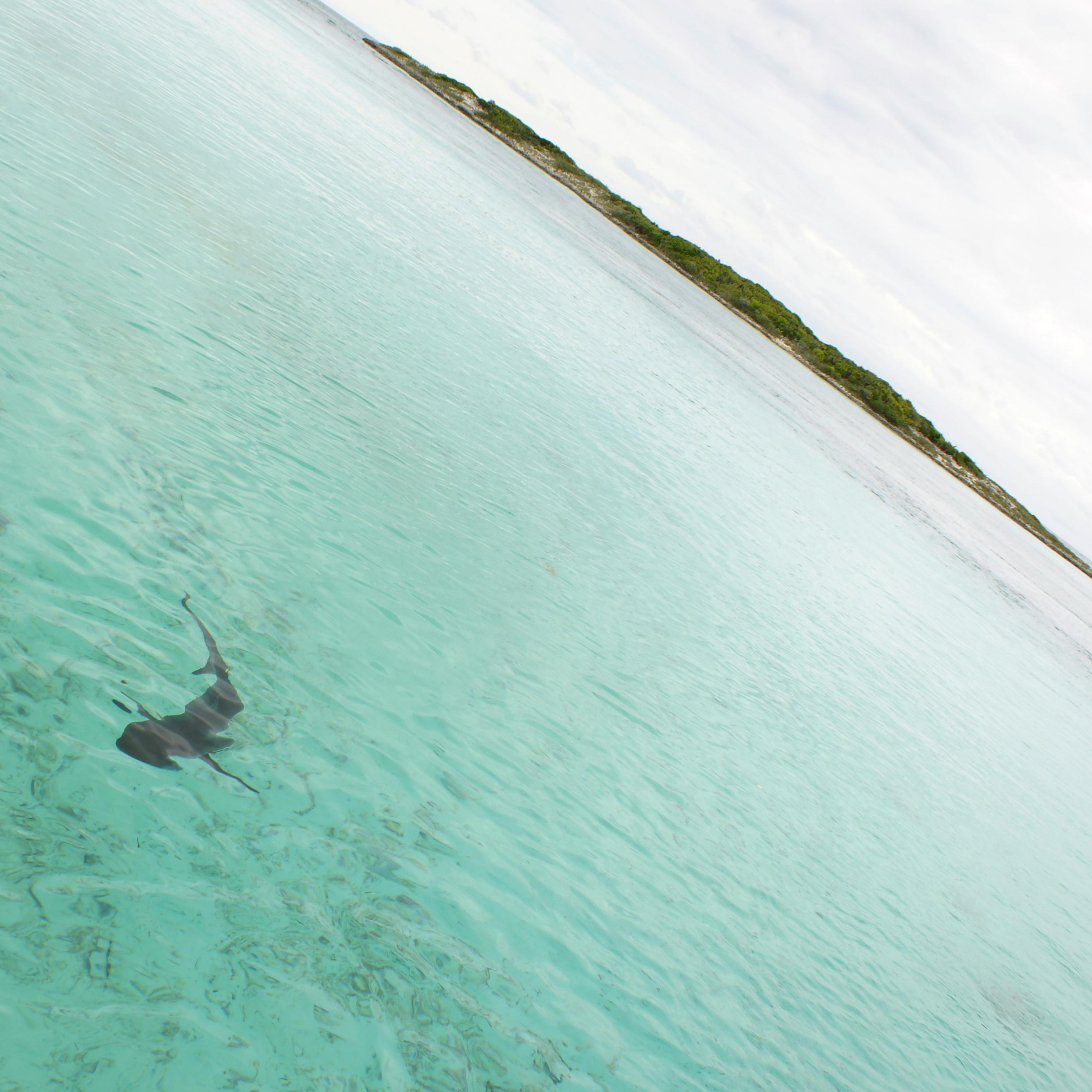 Squalane or Squalene? What does Sugarcane and Deep Sea Sharks have to do with this?